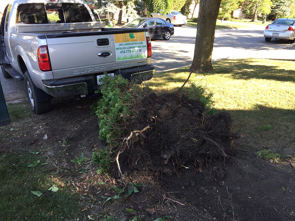 Tree Removal Services Toronto and GTA