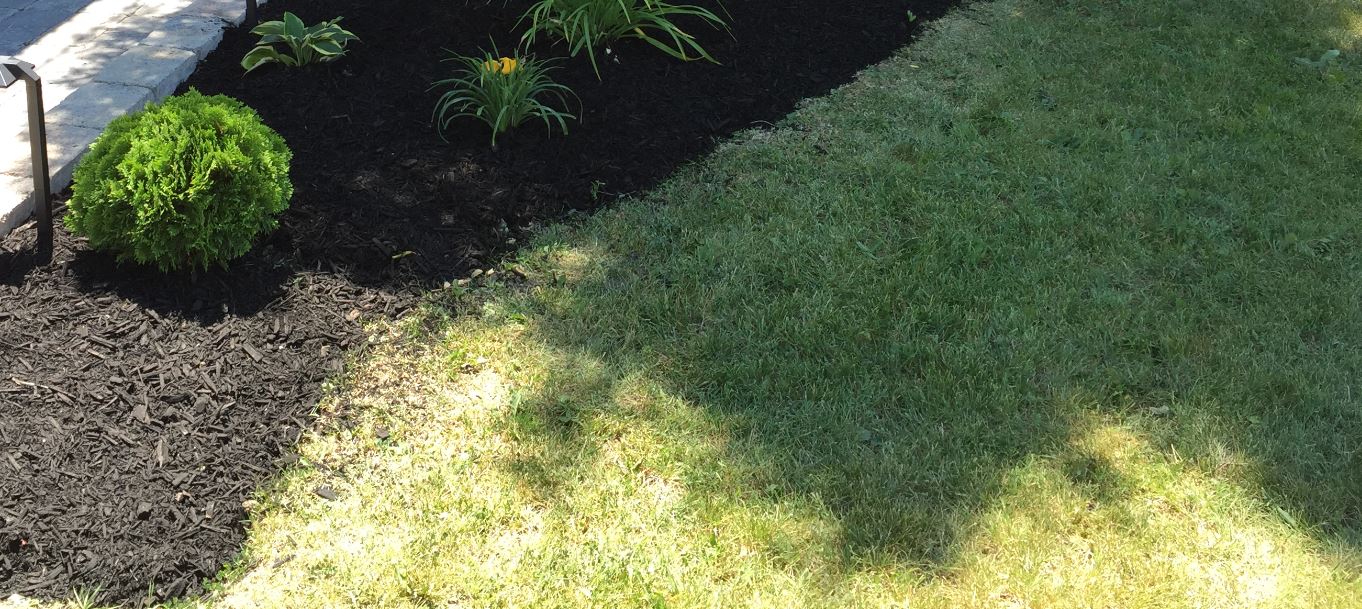 Why Is My Lawn Turning Brown? JHC Landscaping Services Inc