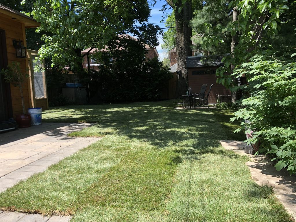 small backyard sodding after - landscaping companies in richmond hill