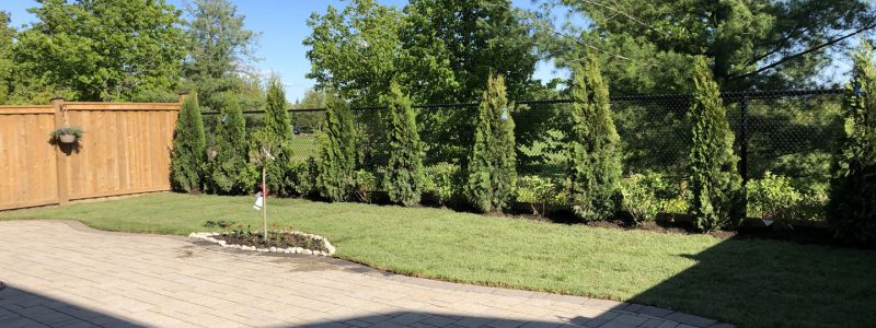 finished project of backyard tree plant and sodding lawn - landscaping companies gta