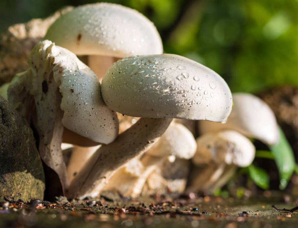 edible mushrooms growing in the yard