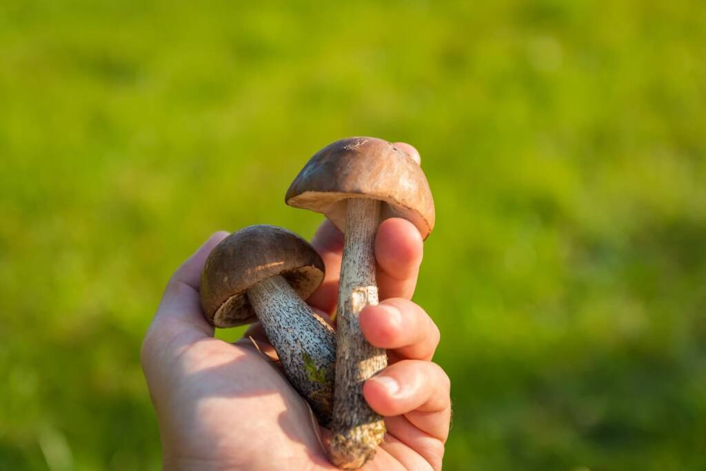brown mushrooms in the grass