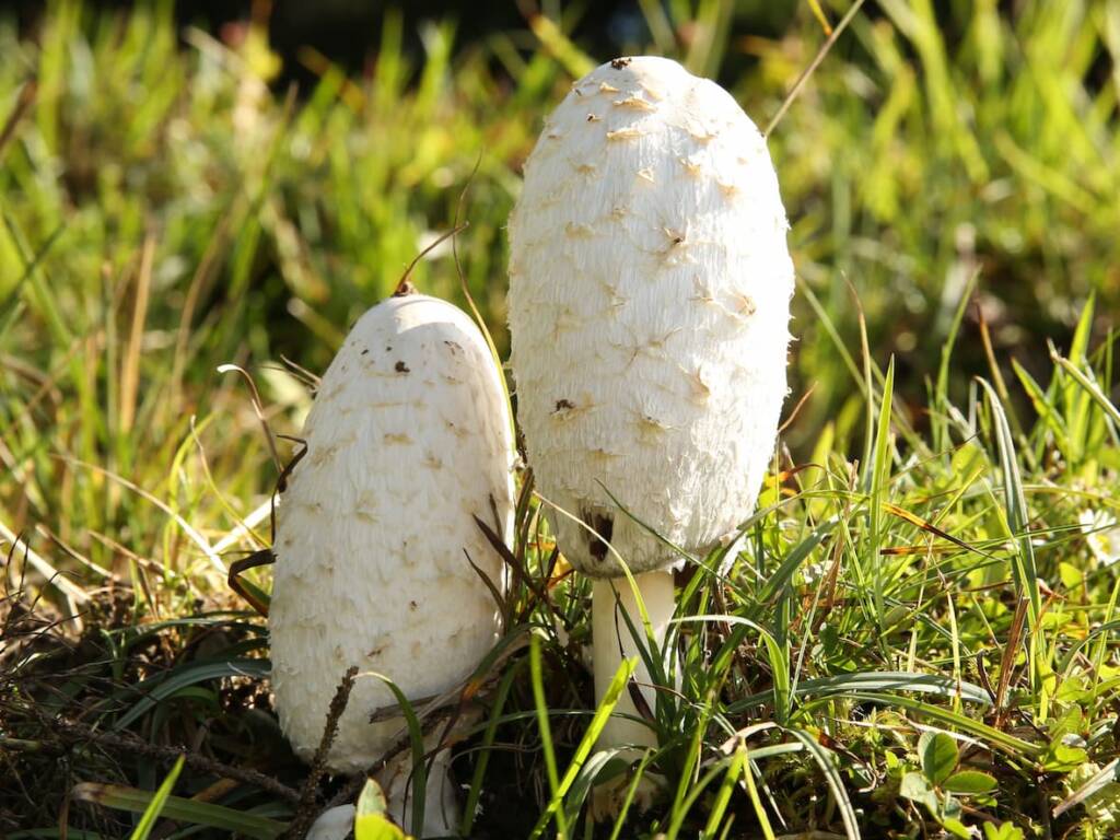white mushrooms growing in the grass