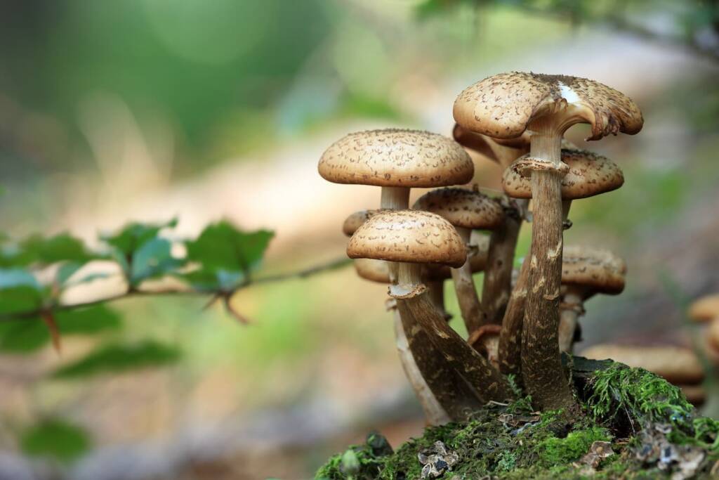lawn growing mushrooms