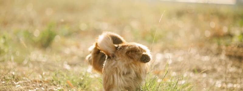 dog-peeing-on-lawn