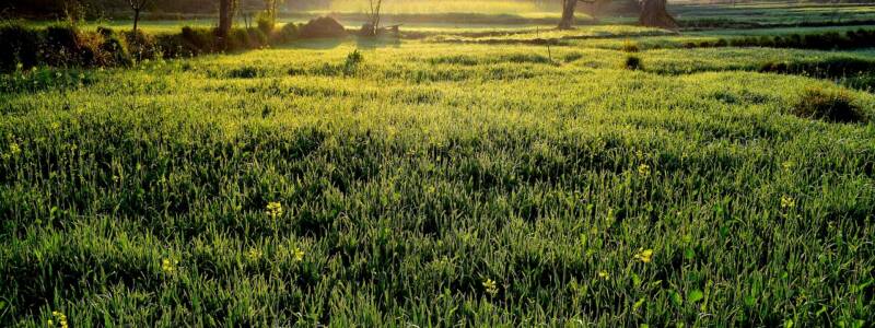 sod installation services in Markham