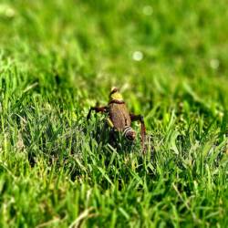 grass pest control services in Toronto