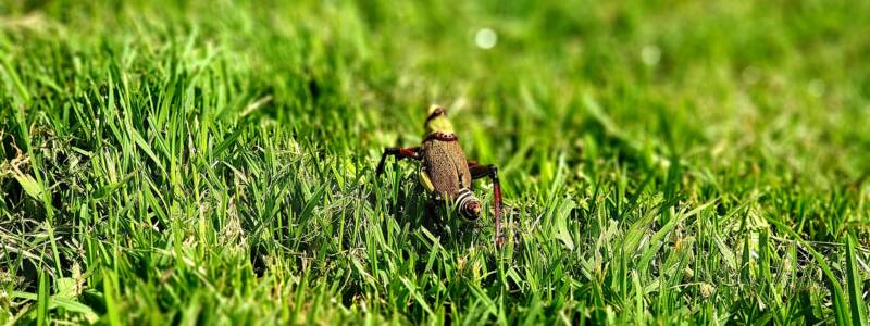 grass pest control services in Toronto